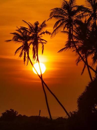 Palm Silhouette