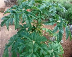 Image result for Vasconcellea