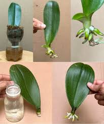 Image result for orchid cuttings