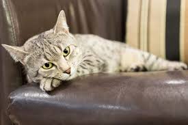Maybe you would like to learn more about one of these? 10 Tanda Kucing Akan Mati Yang Perlu Dicermati Halaman All Kompas Com