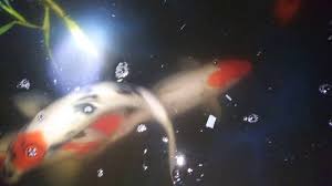 The first part will be about preparing the mud ponds, and the second part in the next newsletter will be about the spawning itself and all that goes with it. How Often Do Koi Fish Lay Eggs Awe Unveiled From The Vault19
