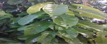 Image result for Hugonia platysepala