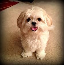 We did not find results for: Pin By Nora On Techsmith Pets Maltese Shih Tzu Shih Tzu Puppy Maltese Dogs