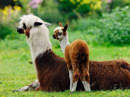 Jobs programming & related technical career opportunities. Why The Alpaca Has No Humps Science Smithsonian Magazine