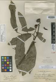 Image result for isolona lebrunii