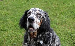 Epingle Sur Chiens
