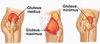 It will generate a textual output indicating which elements are in each intersection. Are Your Glutes Weak Physio On Miller Physiotherapy Pilates Massage Cammeray North Shore Sydney