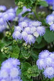 Ageratum Houstonianum Artist Alto Delft Delft Flowers Artist