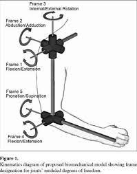 Shoulder Complex Kinematic Considerations Best Performance Group Degrees Of Freedom Human Joints Joint