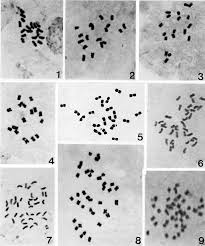 Image result for Eleusine kigeziensis