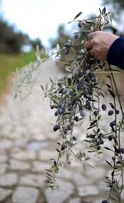 Olive Oil Extra Virgin Greek Olive Oil Gourmet Food Gift Greek Food Artisan Olive Oil Spartan Table Cooking Oil Olive Tree Provence Garden Olive Gardens