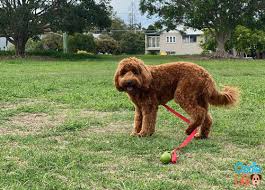Jun 21, 2021 · labradoodle puppies are adorable, curious, and behave surprisingly similar to a human baby; What Does F1b Labradoodle Mean Complete Answer Oodle Life