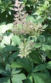 Jetzt schaublatt kaufen für den garten. Kastanienblattriges Schaublatt Wachst Sehr Langsam Und Breitet Sich Dann Durch Kriechendes Rhizom Aus Das Garten Lexikon Der Pflanzenfamilien Von Floristik24