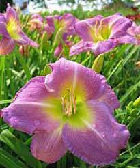 Always remember to use flowers sparingly in your recipes due to the digestive complications that can occur with a large consumption rate. Edible Landscaping Growing Edible Flowers In Your Garden Garden Org