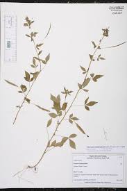 Image result for Cleome rutidosperma