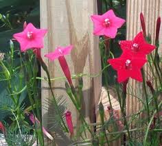Red cypress vine star glory hummingbird vine. Plantfiles Pictures Ipomoea Species Morning Glory Cypress Vine Hummingbird Vine Ipomoea Quamoclit By Poppysue