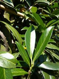 Prunus Laurocerasus Caucasica Kirschlorbeer Caucasica Schmale Langliche Dunkelgrune Blatter Pflanzen Kirschlorbeer Pflanzenblatter