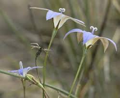 Wahlenbergia littoricola in world checklist of selected plant families. Factsheet Wahlenbergia Luteola