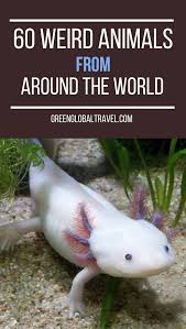 An Epic Guide To 70 Cool Weird Animals Around The World Weird Animals Weird Animal Facts Animal Facts