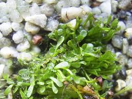 Image result for Genlisea