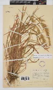 Image result for Trisetopsis