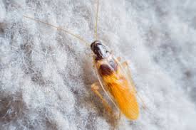 Pest control in cedarhurst new york. Roaches Pest Control Pest Control Brentwood Ny