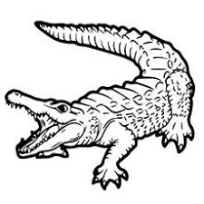 Top 25 Free Printable Alligator Coloring Pages Online Animal Coloring Pages Turtle Coloring Pages Pokemon Coloring Pages