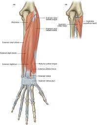 From muscles and bones to organs and systems, your guide. Posterior Aspect An Overview Sciencedirect Topics