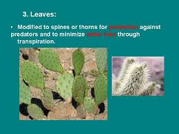 They develop from clusters of cells, called spine primordia. Modifications Of Roots Stems And Leaves Roots A
