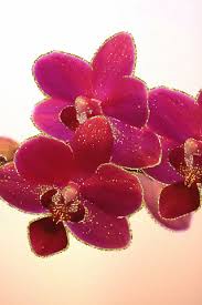 Tulips are beautiful and bright flowers, beloved by women. Orchid Flower Animated Gif Epic Download Hd Wallpapers