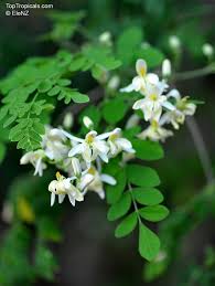 Image result for Moringa