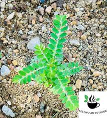 Image result for Phyllanthus amarus