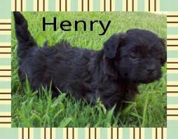 The zuchon is a result of breeders crossing an oriental shih tzu and a mediterranean bichon frise. Teddy Bear Puppies Akc Shihtzu Bichon Frise Cross Shichon For Sale In Medford Oregon Classified Americanlisted Com