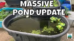 The average water temperature must be consistently over 65 degrees fahrenheit at night and over 72 degrees fahrenheit in the daytime. Massive Guppy And Pleco Breeding Outside Pond Youtube