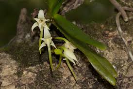 Image result for Cyrtorchis arcuata