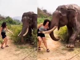 Elephant Flings Woman Trying To Tease It With Bananas In This Horrifying  Viral Video | Viral News - News18