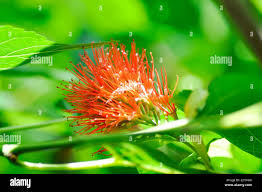 Image result for Combretum constrictum