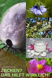 Was Hilft Wirklich Gegen Zecken Bei Hunden Und Katzen Zecken Hunde Futter Zecken Hund