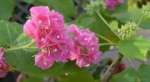 Image result for Dombeya buettneri