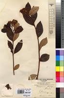 Image result for Psorospermum febrifugum