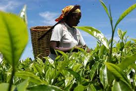 We stayed a few days eating good food Kenya Must Innovate To Safeguard Her Place In Global Tea Market The Standard