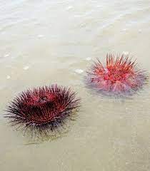 Detect language english german french italian turkish. Landak Laut A Porcupine Sea Sea Urchin Steemit