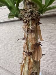 Image result for Monadenium rugosum