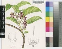 Image result for Mondia ecornuta