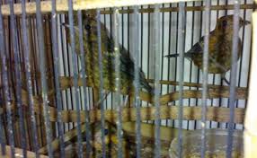 Tips membedakan burung blackthroat jantan dan betina. Anis Merah Jantan Om Kicau