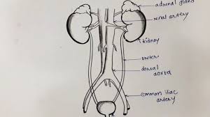 In this article we will discuss about the human excretory system with the help of suitable diagrams. How To Draw Human Excretory System Diagram For Beginners Youtube