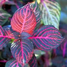 Image result for Iresine