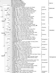 Image result for Adenodolichos