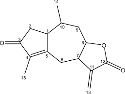 Image result for Pechuel-Loeschea leubnitziae