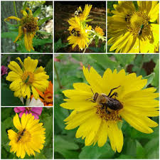 Image result for Verbesina encelioides